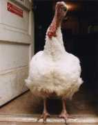 upc-online.org Abigail
