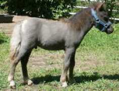 minicavallo.ch Alaadin