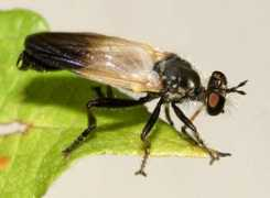 bugguide.net Albius