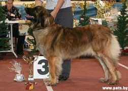 petsby.com Aldercy