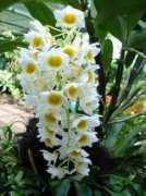 gardenguides.com Amruth