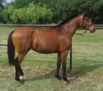 dreamfieldarabianracehorse.com Amurata