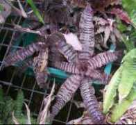 bromeliad.org.au Arlety