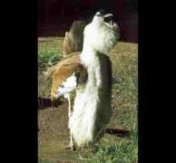 ozanimals.com Barzaghi