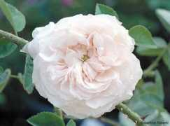 rosegathering.com Blanchefleur