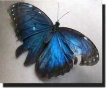 Bluebutterfly