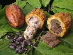 Cacaos