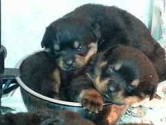 birikendo.com Cachorritos