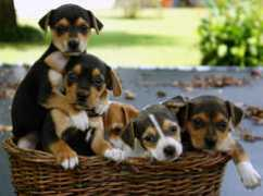tengoseddeti.org Cachorritos