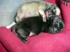 humor12.com Cachorritos