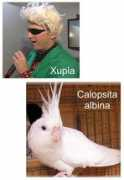 Calopsita