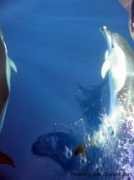roamingtheoceans.com Cederia