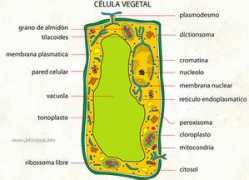 Celula