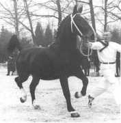 gelderlanderhorse.nl Deelia