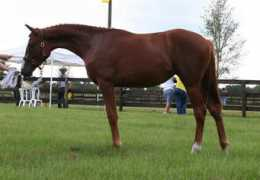 ocalasporthorse.com Donika