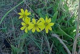 wildflowers.jdcc.edu Engelmann