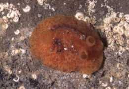 slugsite.us Engenia
