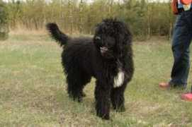 frenchwaterdog.org Englebert