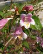 about-garden.com Englerova