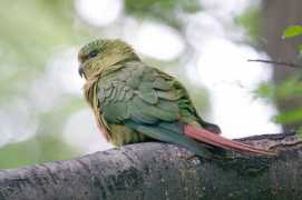 worldbirds.eu Enifer