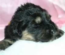 tibet-mastiff.at Enija
