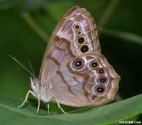 carolinanature.com Enodia