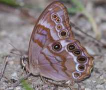 carolinanature.com Enodia