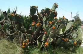hidalguia.com.mx Enop