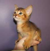 dancourbengals.bigpondhosting.com Enquires