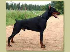 swh-dobermanns.ru Exelent