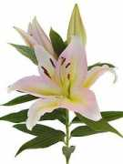 thesunvalleygroup.com Exotica