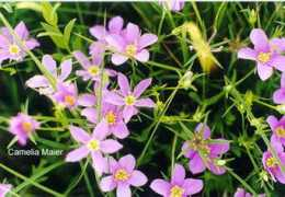 botanical-online.com Extrella