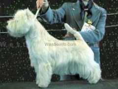 westieinfo.com Extrime