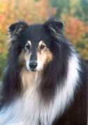 finncollies.com Feetu