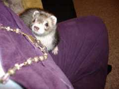 ferretuniverse.com Fehu