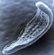 lifeinfreshwater.org.uk Flukes
