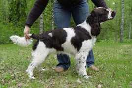 springerspanielit.com Foogel