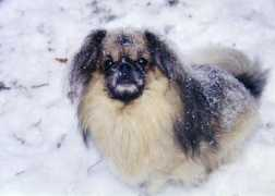 dragonsongtibetanspaniels.com Foots