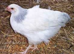 feathersite.com Foour