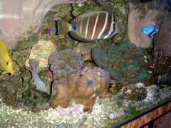 clam.marin.free.fr Forci
