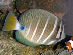 clam.marin.free.fr Forci
