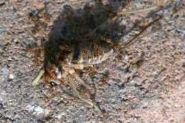bugguide.net Forelius