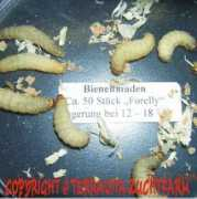 terravita-zuchtfarm.com Forelly