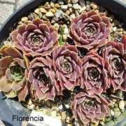 semperhorst.de Forencia