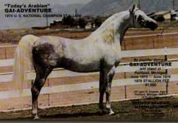 whinnyfarms.com Gaiad
