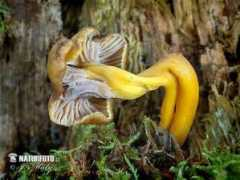 naturephoto-cz.com Gailene