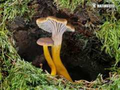 naturephoto-cz.com Gailene
