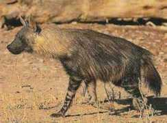 Hyene