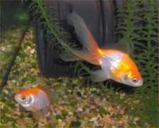 fishpondinfo.com Legara