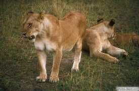 Lionnes